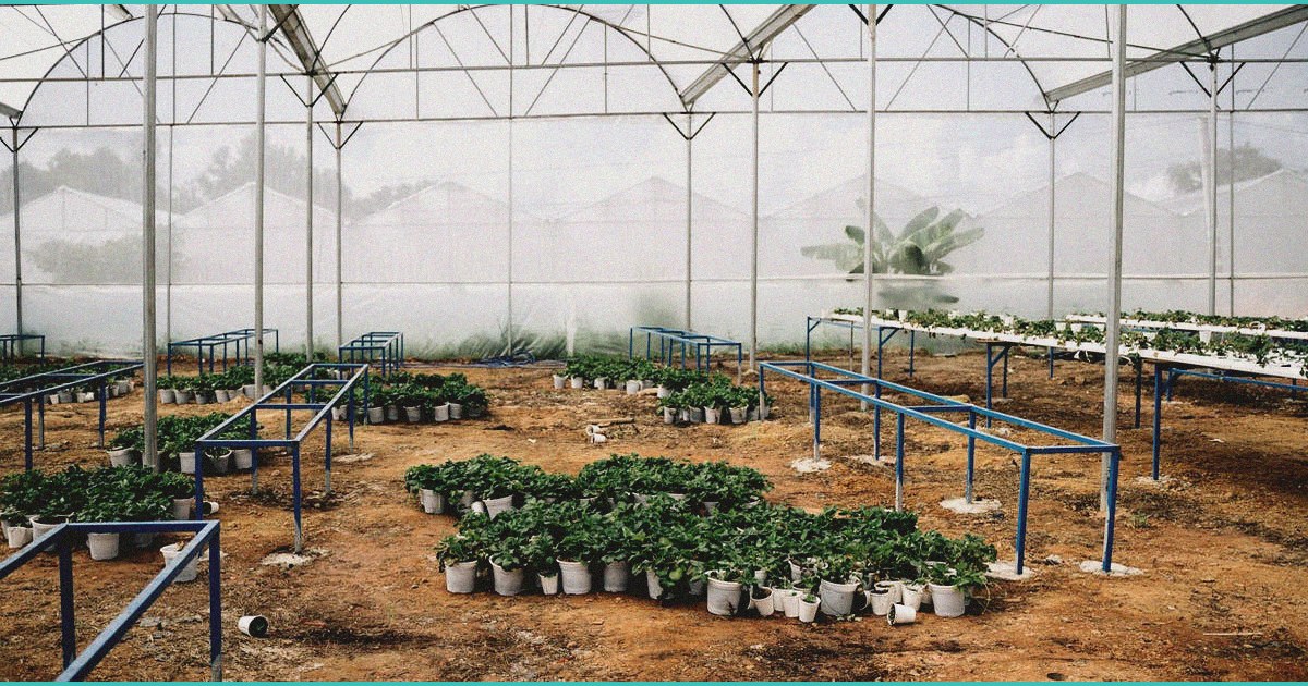 tennessee sisters fear new hemp law as cbd oils be