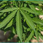 texas ban on smokeable hemp begins tuesday youtu