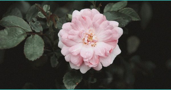 Texas Bans Smokable THC Effective March 31 — What To Know – Yahoo