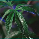 texas bans smokable thc today how some texans may