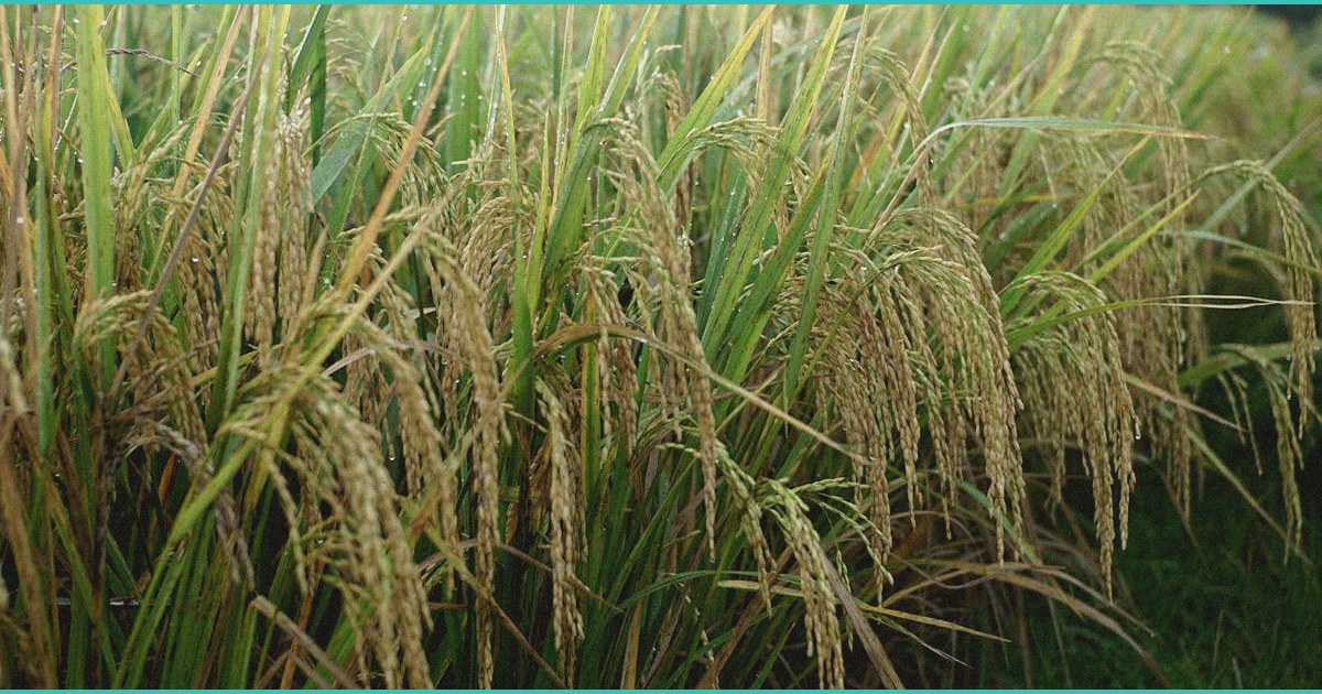 texas could see a spike in raids on hemp businesse