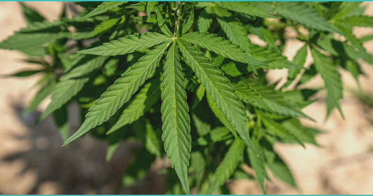 texas hemp businesses fear an uptick in police rai