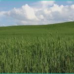 texas hemp rules set to take effect march 31 lare