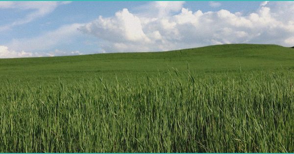 Texas hemp rules set to take effect March 31, Laredo smoke shops brace for impact – KGNS