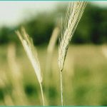 texas hemp rules to ban smokable products from she