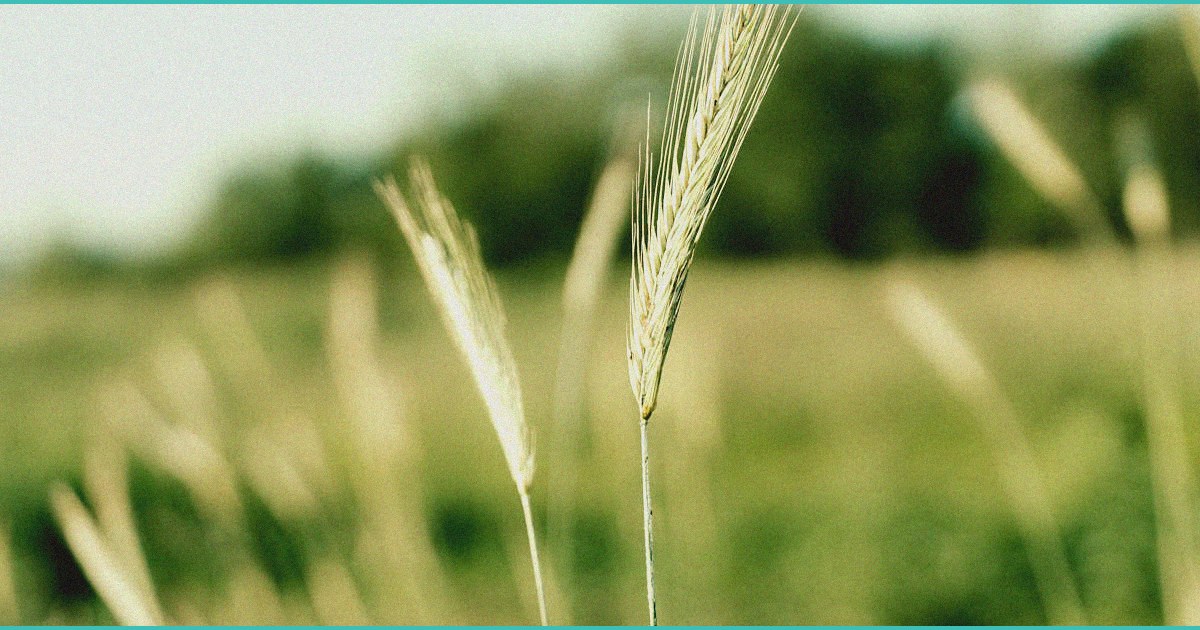 texas hemp rules to ban smokable products from she