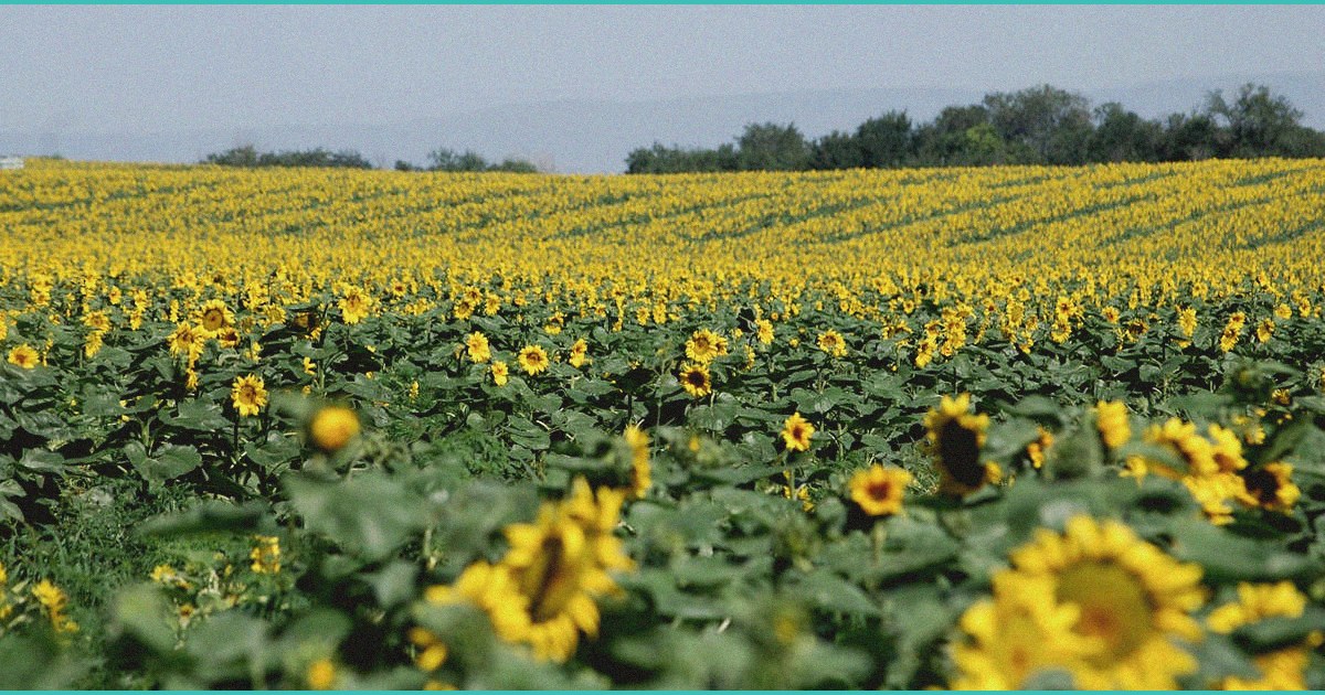 the forgotten history of hemp in america