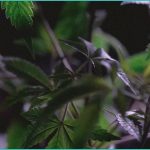 the future of healing how cannabis is changing hea