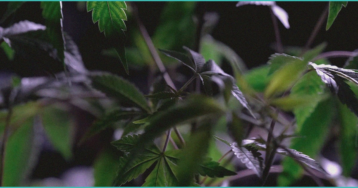 the future of healing how cannabis is changing hea