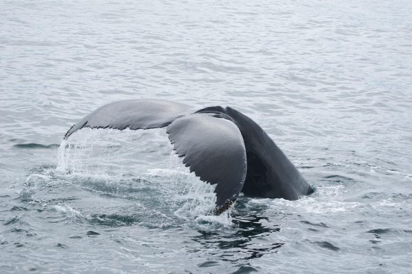 CED Clinic: Personalized Cannabis Medicine 198 Humpback whale freed by rescuers in Baltic Sea has become stranded again – SFGATE