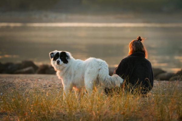 CED Clinic: Personalized Cannabis Medicine 202 New genetic analysis proves dogs are humans’ oldest animal BFFs | CBC.ca