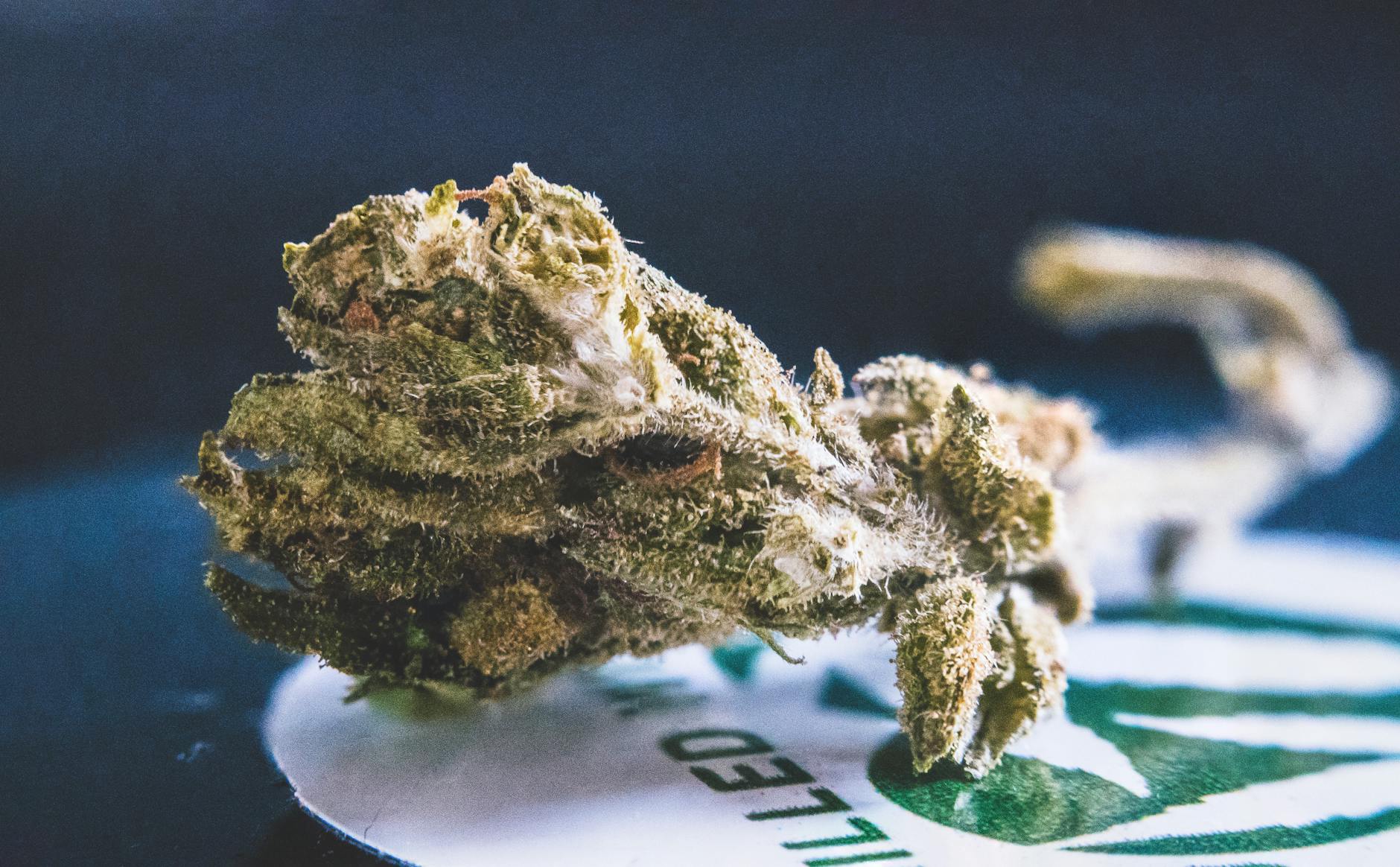 Editorial image for Tilray Expands In Australia (NASDAQ:TLRY) | 420 Investor - Seeking Alpha