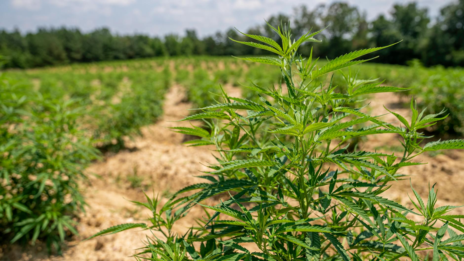 Editorial image for Georgia weighs ban on synthetic hemp, while expanding medical cannabis - AJC.com