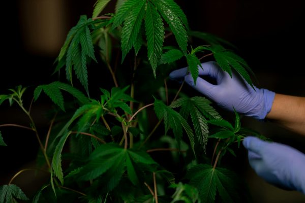 CED Clinic: Personalized Cannabis Medicine 175 Alabama Medical Cannabis Commission audit finds violations, $200K overpayment – WBRC