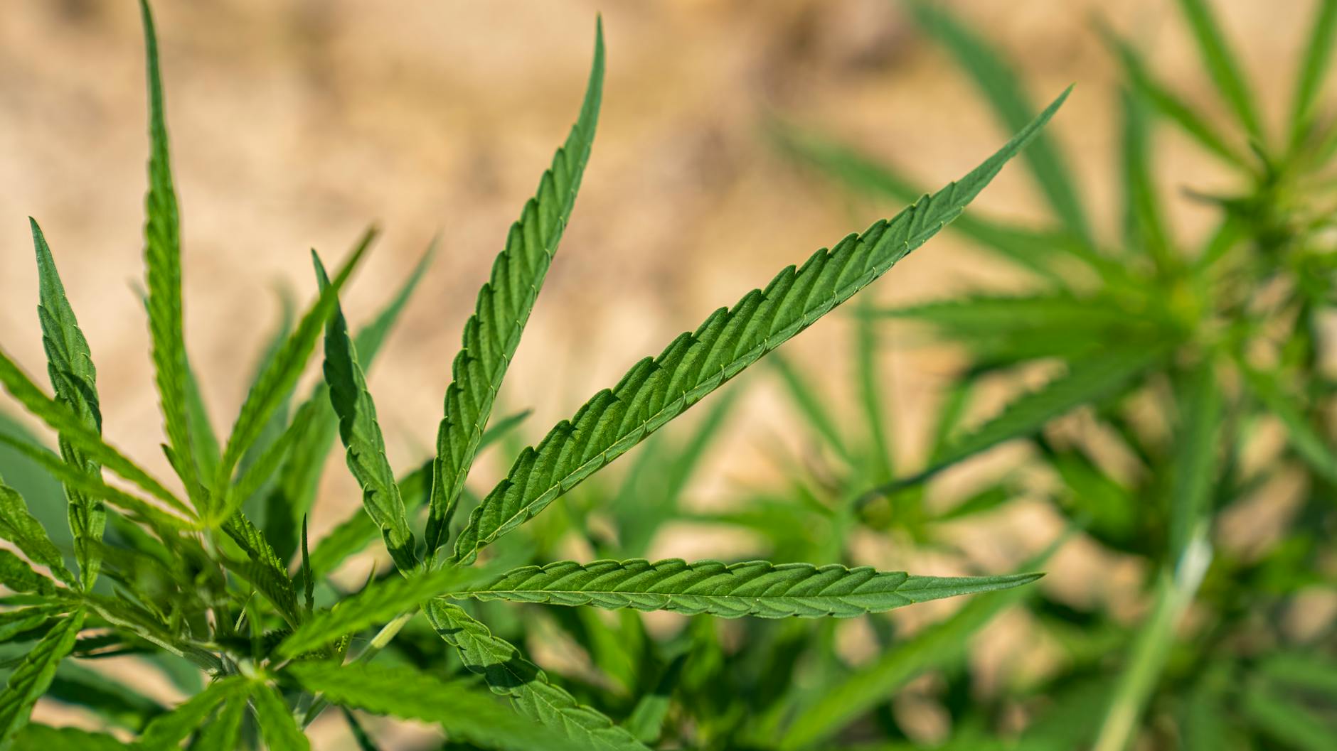 Editorial image for 'ABS-CBN not a party to Lopez family feud' | Philstar.com