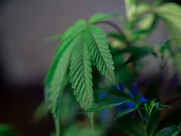 CED Clinic: Personalized Cannabis Medicine 200 LIVE: NOPD provides update on triple shooting in CBD – YouTube