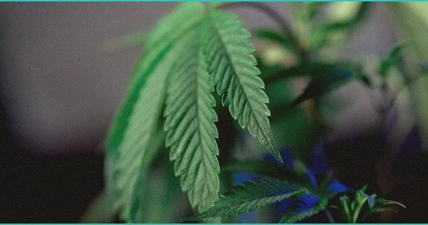 TN ‘concerned for public health and safety’ after 600+ illegal hemp retailers busted this year