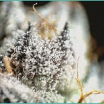 topical cannabis for aimss cannabinoid clinical t 2