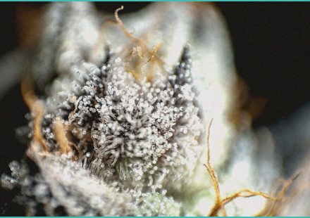 topical cannabis for aimss cannabinoid clinical t 2