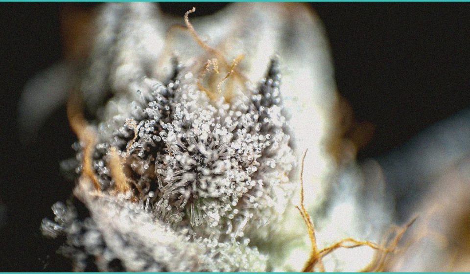 topical cannabis for aimss cannabinoid clinical t 2