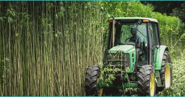 Use Of Medical Marijuana Or Hemp Doesn’t Excuse Drug Testing Violations, Trump’s …