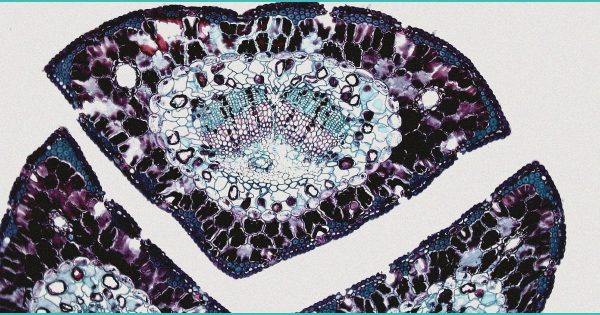 CED Clinic: Personalized Cannabis Medicine 253 Va. Lawmakers Approve Bill To Begin Retail Marijuana Sales – Law360 Tax Authority