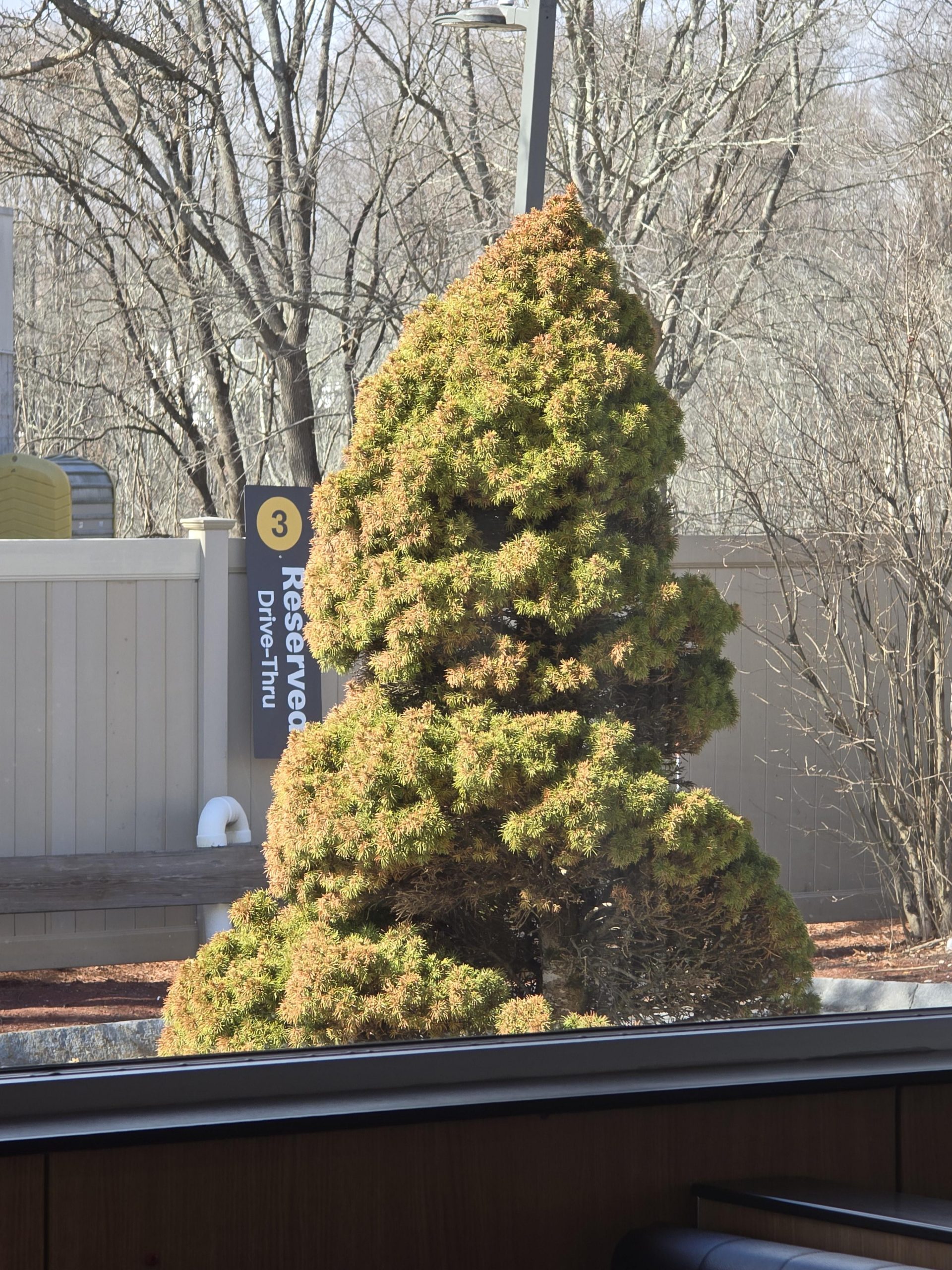 What kind of tree is this?