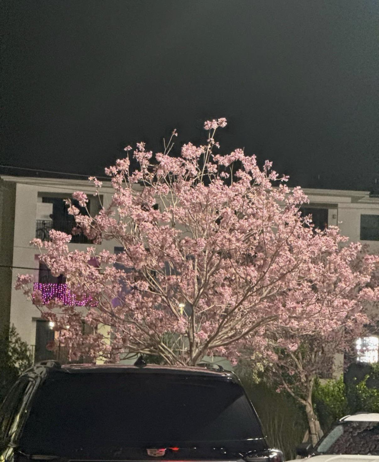 What kind of tree is this?