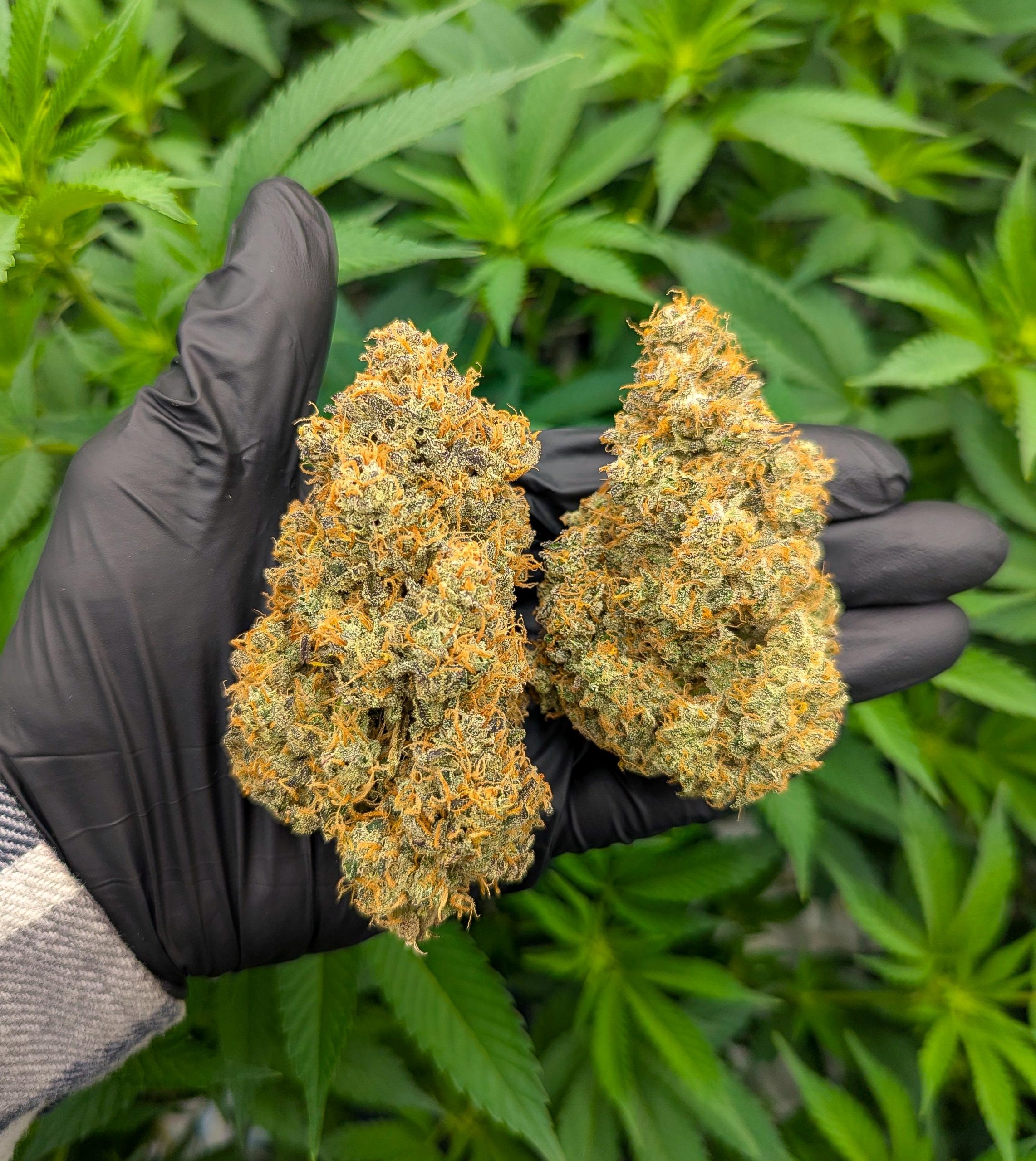 When the harvest surprises you