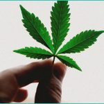 why does cannabis give people the munchies li