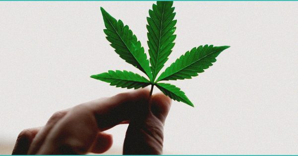 CED Clinic: Personalized Cannabis Medicine 208 Why does cannabis give people ‘the munchies’? – Live Science