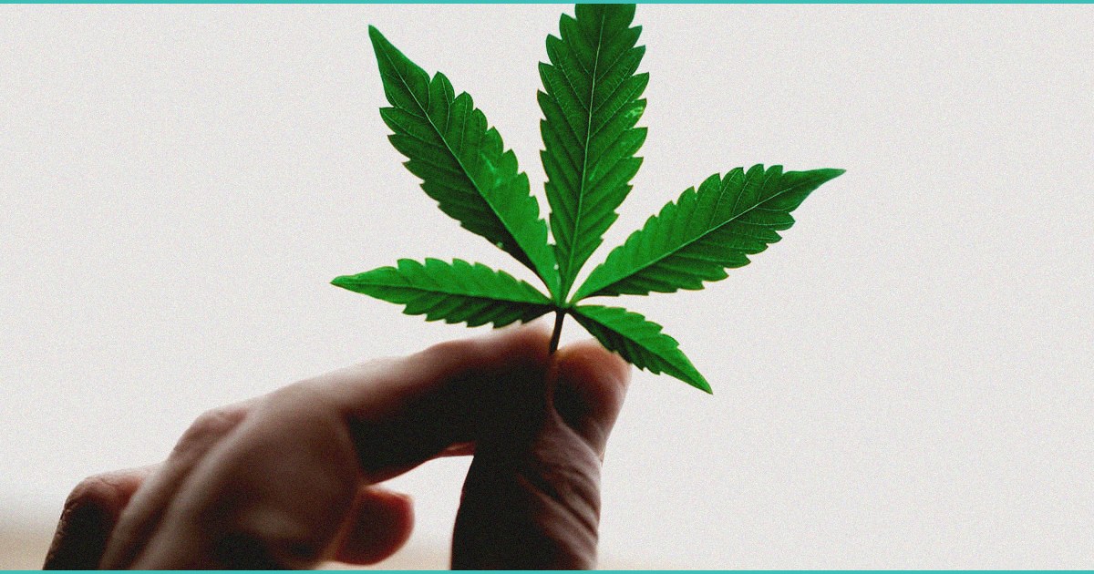 why does cannabis give people the munchies li