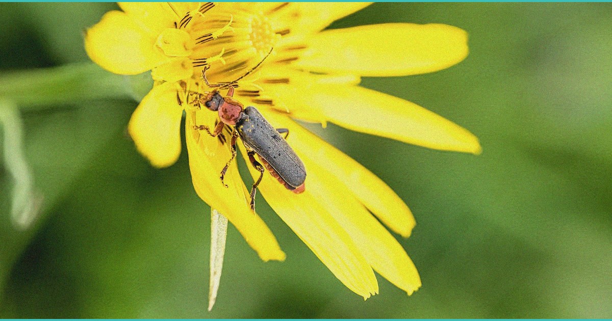 why rescheduling cannabis marks a critical move