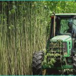 with hemp rules tightening users worry about acce