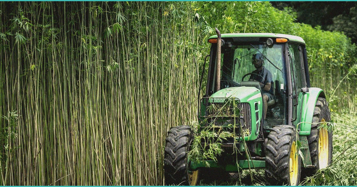 with hemp rules tightening users worry about acce