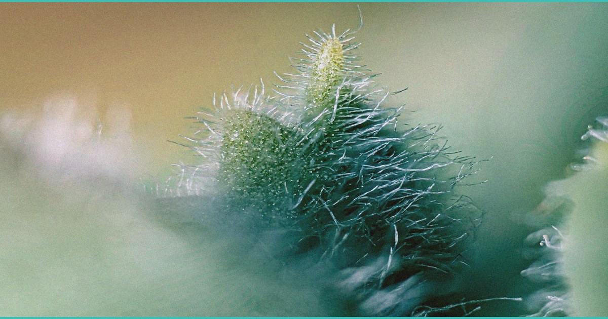 24k cbd gummies review