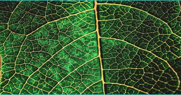 CED Clinic: Personalized Cannabis Medicine 186 A cheap, 3D-printed device could become the marijuana breathalyzer police have been waiting for