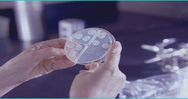 a huge b study b finds a link between b cannab