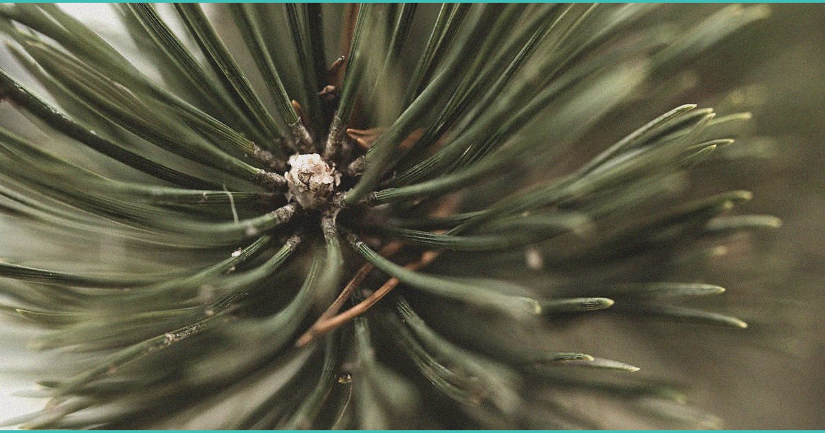 all eyes on cms federal fight could decide whethe