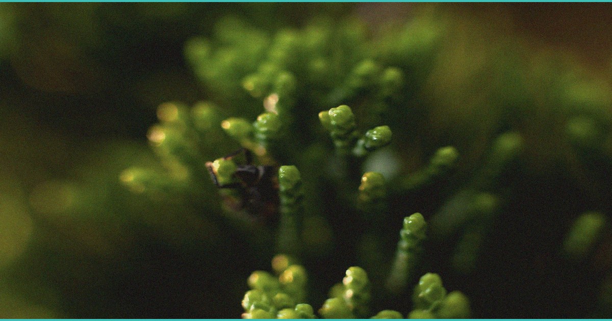 ananda pharma to begin dosing in nhs backed cbd en