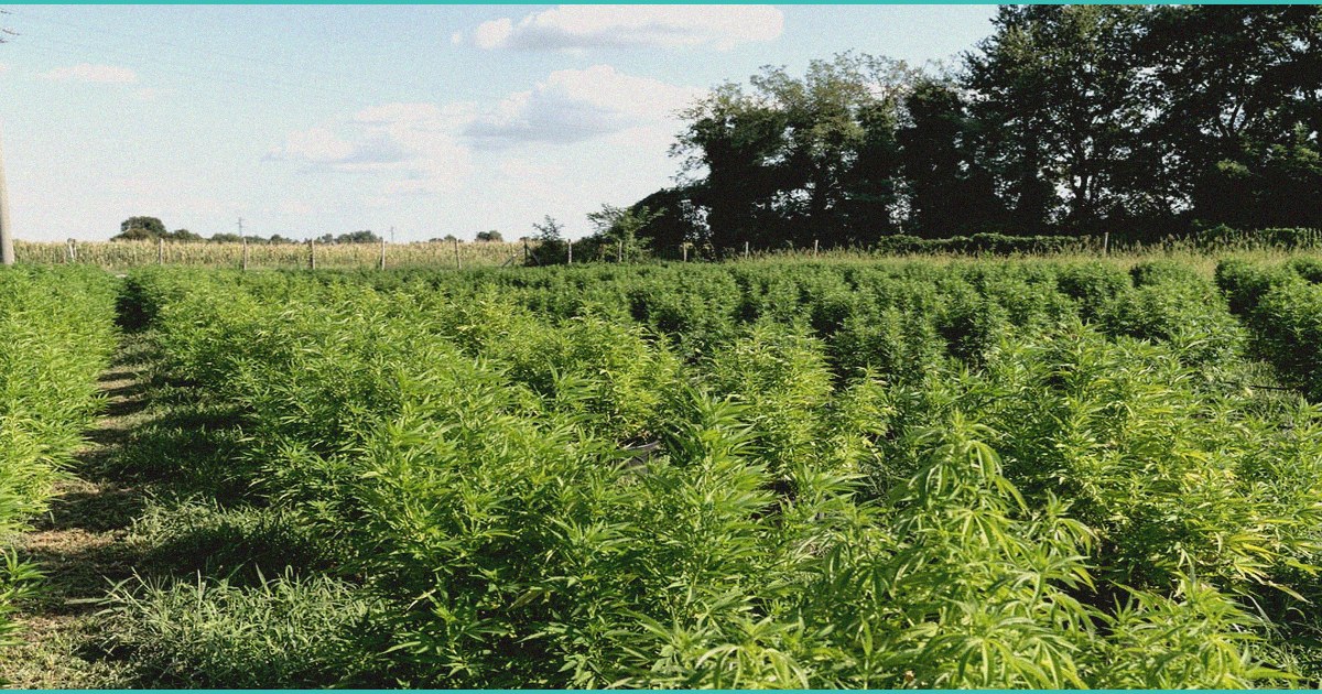 as congress debates hemp derived b thc b ban p