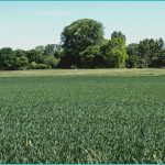 as hemp restrictions loom sc poll shows bipartisa