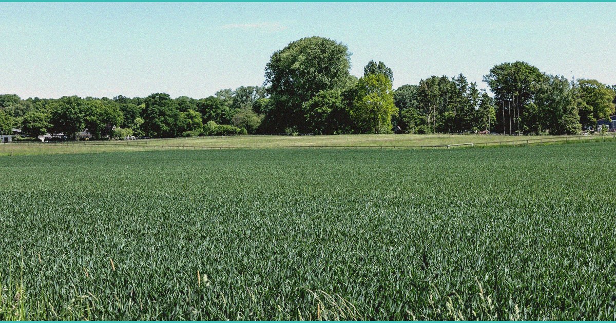 as hemp restrictions loom sc poll shows bipartisa