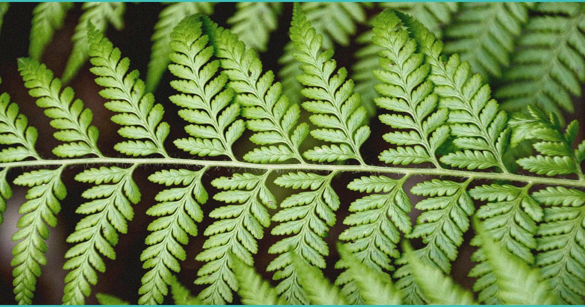 attempt to limit potency of b thc b in marijuan