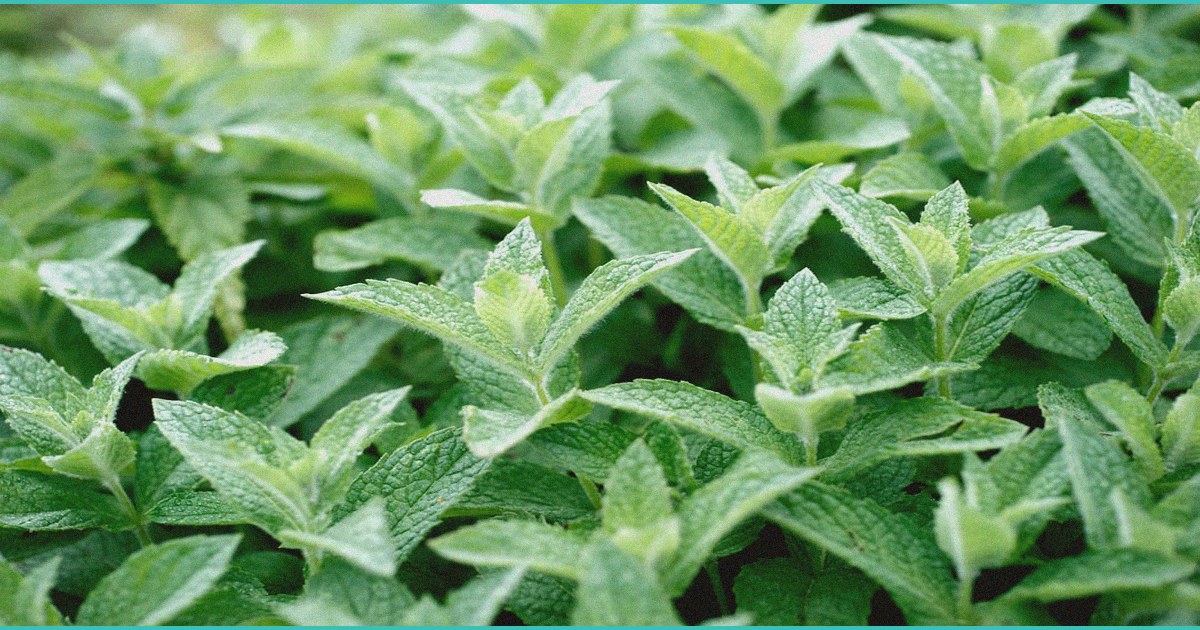 best cbd gummies for ed