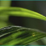 best cbd gummies for lupus