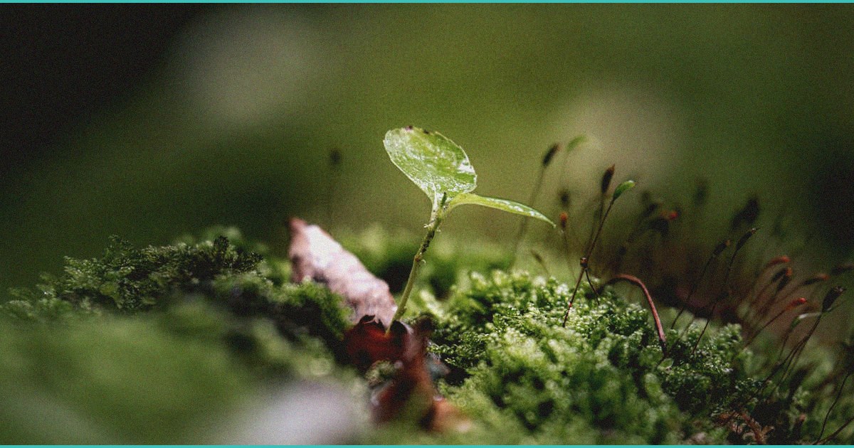 bloom cbd gummies for hair loss what the evidence