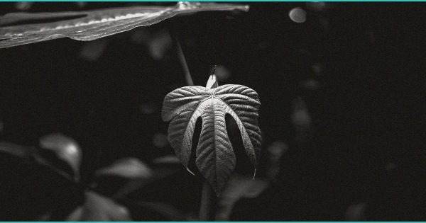 Bryan Police Arrest One Bryan High Student For Bringing A Gun To School And Two … – WTAW