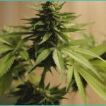 canadian cannabis companies eye us medicare cbd pi