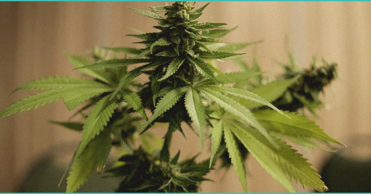 canadian cannabis companies eye us medicare cbd pi